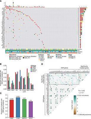 Frontiers | DNA Damage Response And Repair Gene Alterations Increase ...